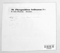 Phragmidium bulbosum image
